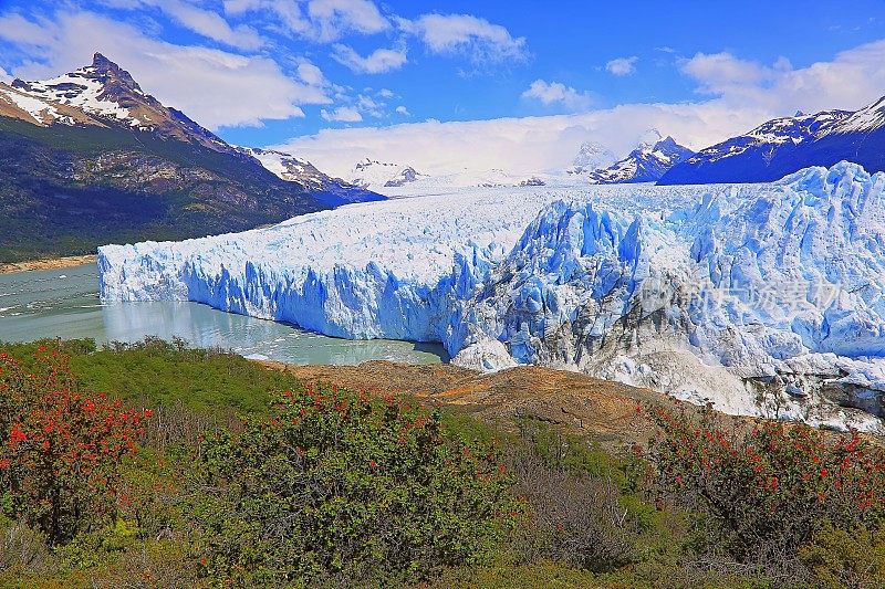 莫雷诺冰川和红色野花，阿根廷湖- El Calafate，巴塔哥尼亚